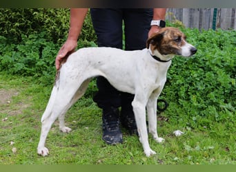 ♦️ CRIS - über  1  Jahr im Tierheim in Portugal  ♦️ Das ist lang genug !