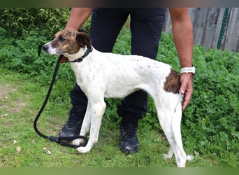 ♦️ CRIS - über  1  Jahr im Tierheim in Portugal  ♦️ Das ist lang genug !