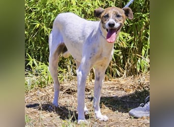 ♦️ CRIS - über  1  Jahr im Tierheim in Portugal  ♦️ Das ist lang genug !