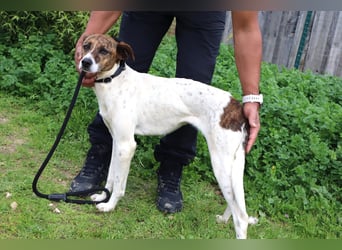 ♦️ CRIS - über  1  Jahr im Tierheim in Portugal  ♦️ Das ist lang genug !
