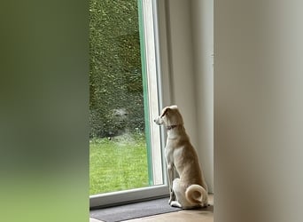 Sensible, junge, gepflegte Hündin, 7Mon., sehr sozial, stubenrein