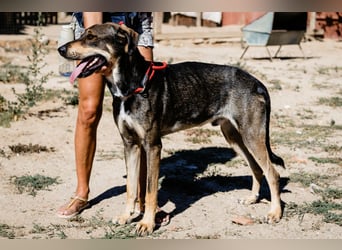 Jason - ein großer, freundlicher und menschenbezogener Junghund