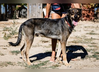 Jason - ein großer, freundlicher und menschenbezogener Junghund