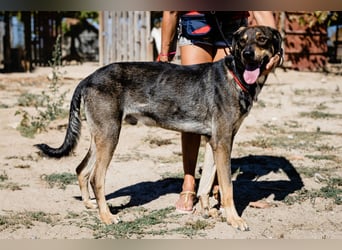 Jason - ein großer, freundlicher und menschenbezogener Junghund