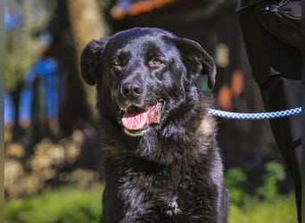 JASON▪️STORM | 2 von ~650 Hunden in der Cantinho da Milu
