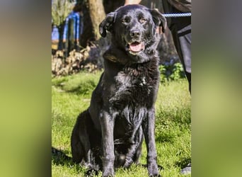 JASON▪️STORM | 2 von ~650 Hunden in der Cantinho da Milu