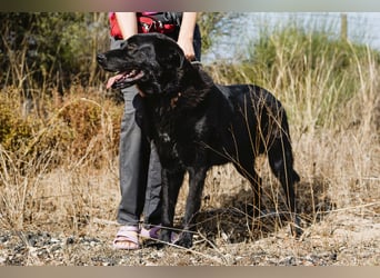 JASON▪️STORM | 2 von ~650 Hunden in der Cantinho da Milu