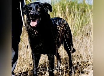 JASON▪️STORM | 2 von ~650 Hunden in der Cantinho da Milu