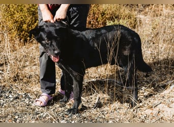 JASON▪️STORM | 2 von ~650 Hunden in der Cantinho da Milu