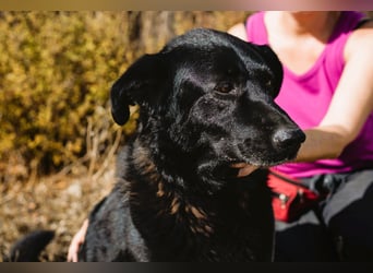 JASON▪️STORM | 2 von ~650 Hunden in der Cantinho da Milu
