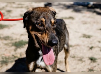 Jason - ein großer, freundlicher und menschenbezogener Junghund