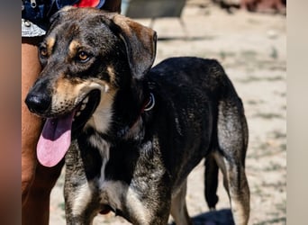 Jason - ein großer, freundlicher und menschenbezogener Junghund