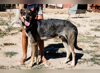 Jason - ein großer, freundlicher und menschenbezogener Junghund