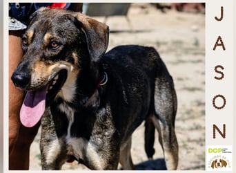 Jason - ein großer, freundlicher und menschenbezogener Junghund