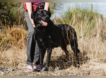 JASON▪️STORM | 2 von ~650 Hunden in der Cantinho da Milu