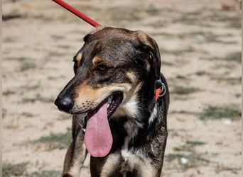 Jason - ein großer, freundlicher und menschenbezogener Junghund