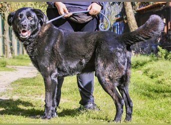 JASON▪️STORM | 2 von ~650 Hunden in der Cantinho da Milu
