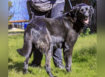 JASON▪️STORM | 2 von ~650 Hunden in der Cantinho da Milu