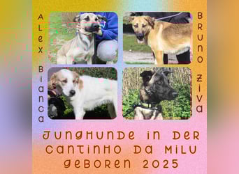 Jason - ein großer, freundlicher und menschenbezogener Junghund