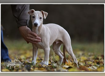 Whippet Welpen 
