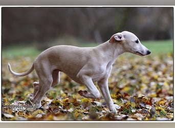 Whippet Welpen 