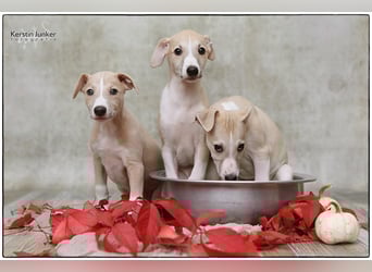 Whippet Welpen 