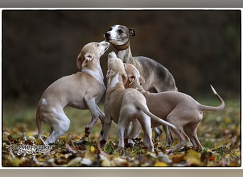 Whippet Welpen 