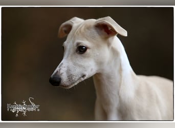 Whippet Welpen 