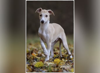 Whippet Welpen 
