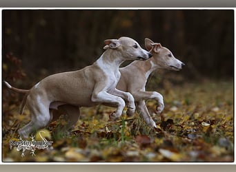 Whippet Welpen 
