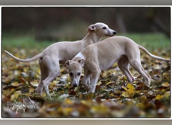 Whippet Welpen 