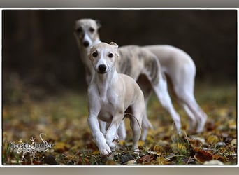 Whippet Welpen 