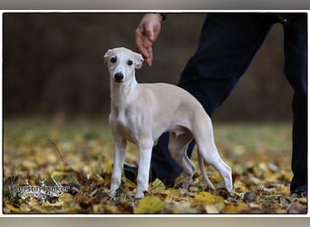 Whippet Welpen 
