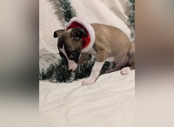 Muntere Whippetwelpen suchen sportlichen Sofaplatz!