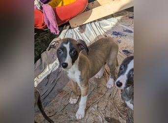 Muntere Whippetwelpen suchen sportlichen Sofaplatz!