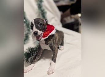 Muntere Whippetwelpen suchen sportlichen Sofaplatz!