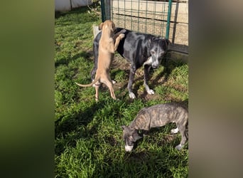 Muntere Whippetwelpen suchen sportlichen Sofaplatz!