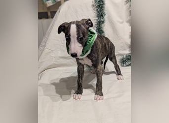 Muntere Whippetwelpen suchen sportlichen Sofaplatz!