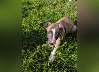 Muntere Whippetwelpen suchen sportlichen Sofaplatz!