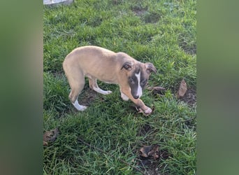 Muntere Whippetwelpen suchen sportlichen Sofaplatz!