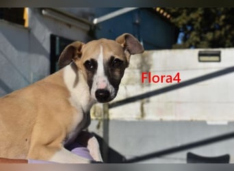 Flora4 geb. 11/2025 (ESP) - freundliche, fröhliche, verschmuste und verspielte Whippet-Maus!