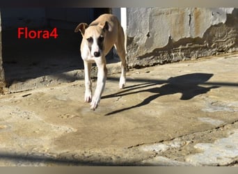 Flora4 geb. 11/2025 (ESP) - freundliche, fröhliche, verschmuste und verspielte Whippet-Maus!