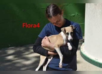 Flora4 geb. 11/2025 (ESP) - freundliche, fröhliche, verschmuste und verspielte Whippet-Maus!