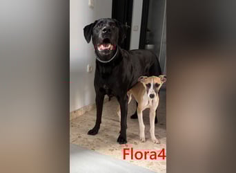 Flora4 geb. 11/2025 (ESP) - freundliche, fröhliche, verschmuste und verspielte Whippet-Maus!