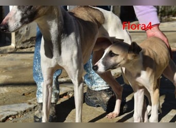 Flora4 geb. 11/2025 (ESP) - freundliche, fröhliche, verschmuste und verspielte Whippet-Maus!