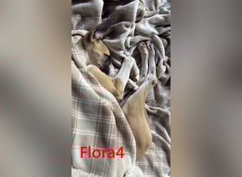 Flora4 geb. 11/2025 (ESP) - freundliche, fröhliche, verschmuste und verspielte Whippet-Maus!