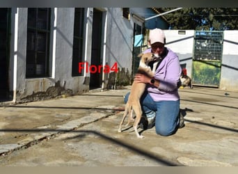 Flora4 geb. 11/2025 (ESP) - freundliche, fröhliche, verschmuste und verspielte Whippet-Maus!