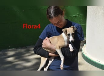 Flora4 geb. 11/2025 (ESP) - freundliche, fröhliche, verschmuste und verspielte Whippet-Maus!
