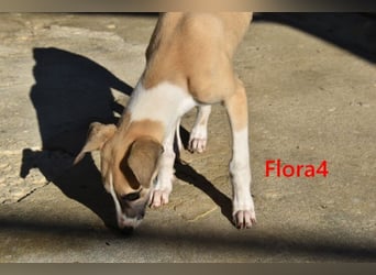 Flora4 geb. 11/2025 (ESP) - freundliche, fröhliche, verschmuste und verspielte Whippet-Maus!