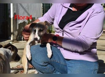 Flora4 geb. 11/2025 (in Deutschland) - wunderschöne, unkomplizierte Junghündin!